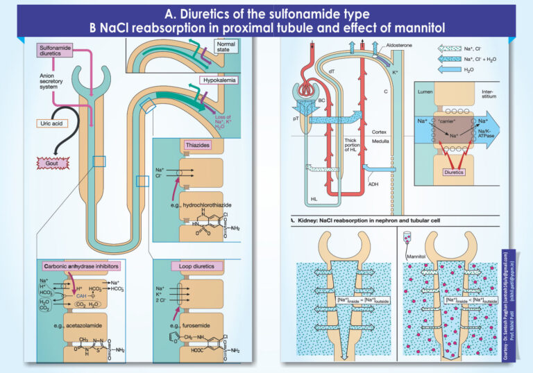 A. Diuretics of the sulfonamide type B NaCl reabsorption in proximal tubule and effect of mannitol