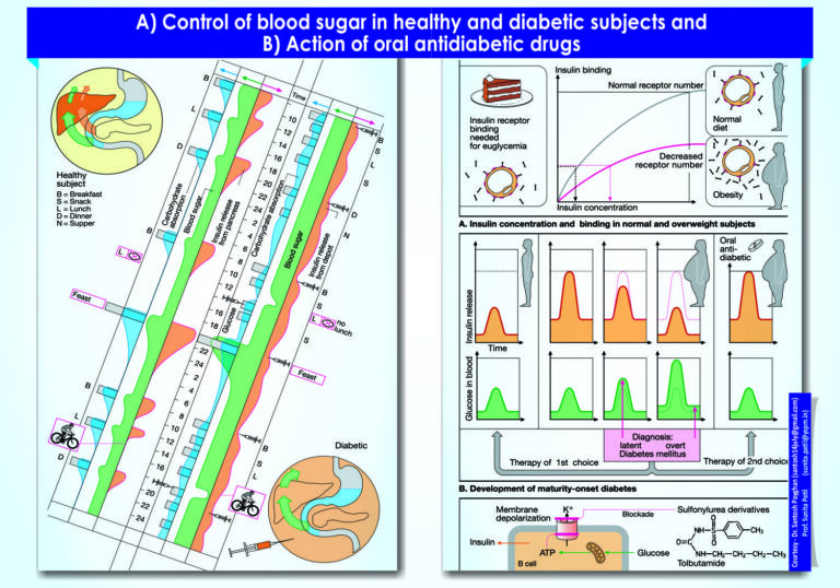 Control of blood sugar in healthy and diabetic subjects and Action of oral antidiabetic drugs