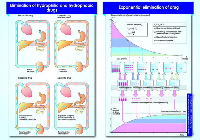 Elimination of hydrophilic and hydrophobic drugs and Exponential elimination of drug