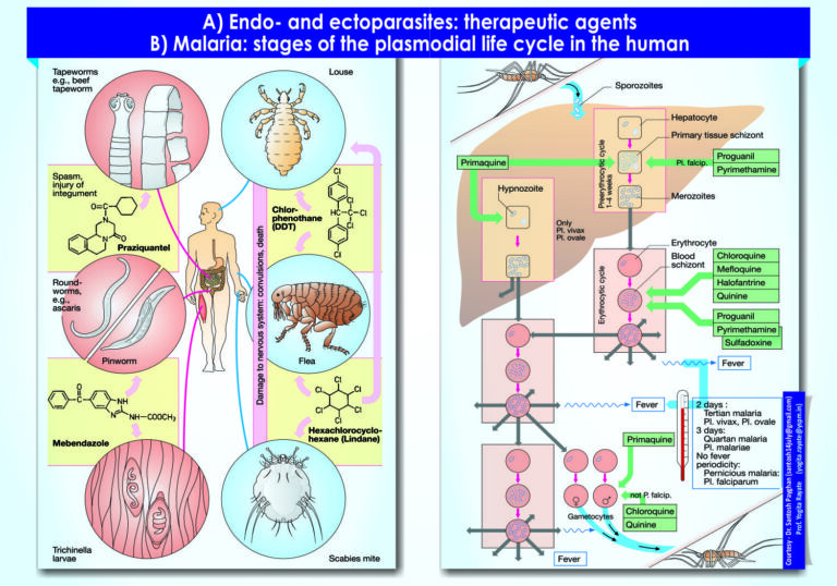 Endo and ectoparasites therapeutic agents and Malaria stages of the plasmodial life cycle in the huma
