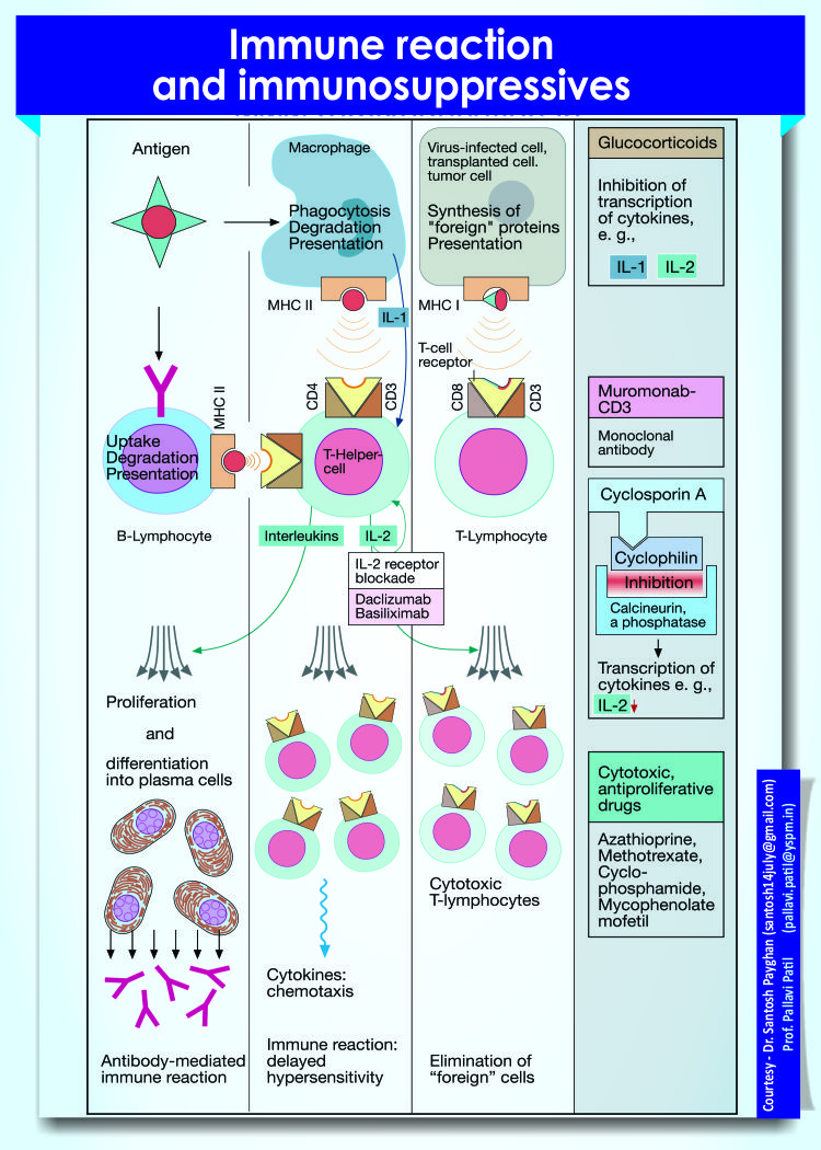 Immune reaction and immunosuppressives