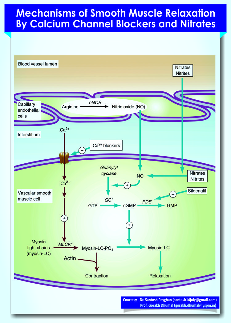 Mechanisms of smooth muscle relaxation by calcium channel blockers and nitrates