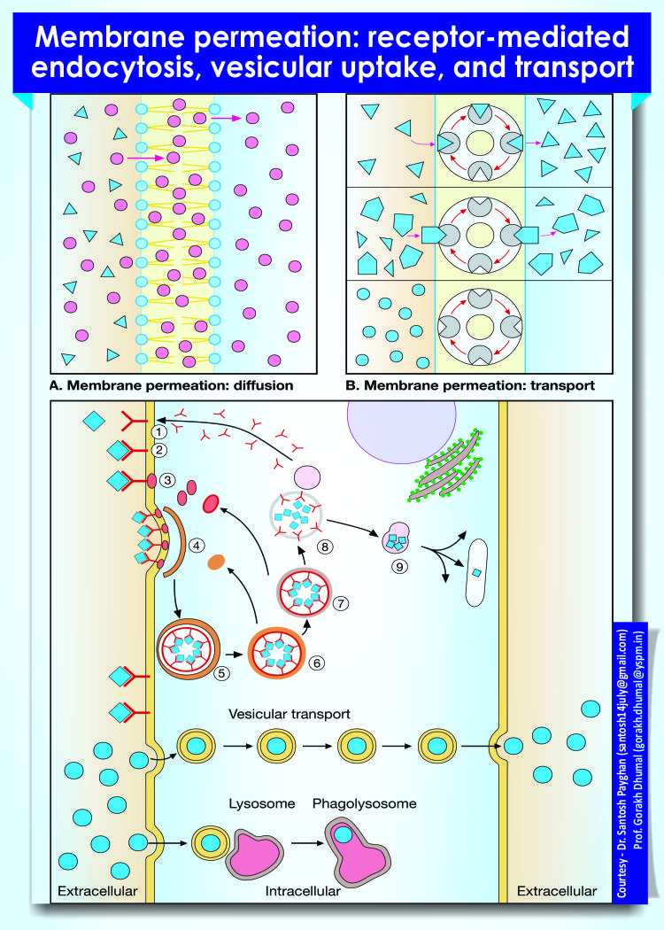 Membrane permeation- receptor-mediated endocytosis, vesicular uptake