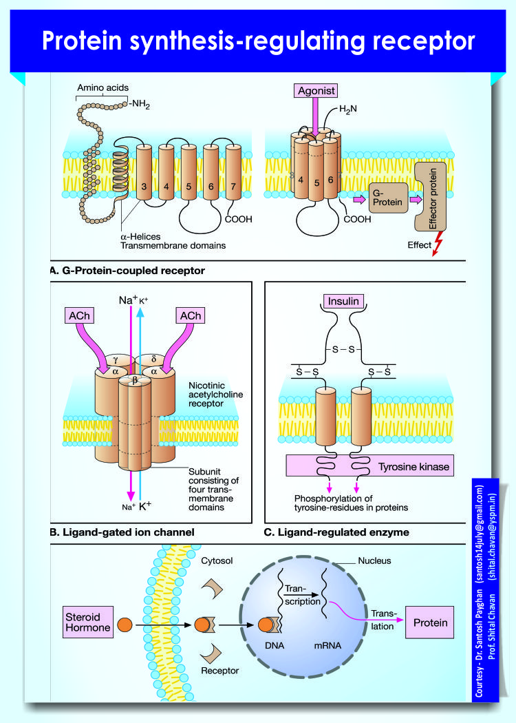 Protein synthesis-regulating receptor