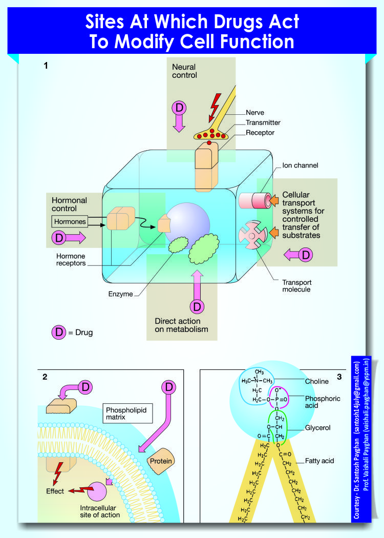 Sites at which drugs act to modify cell function
