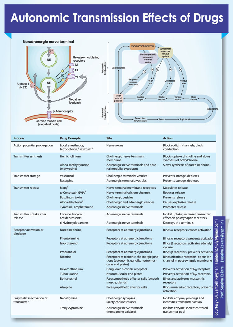 Steps in autonomic transmission effects of drugs