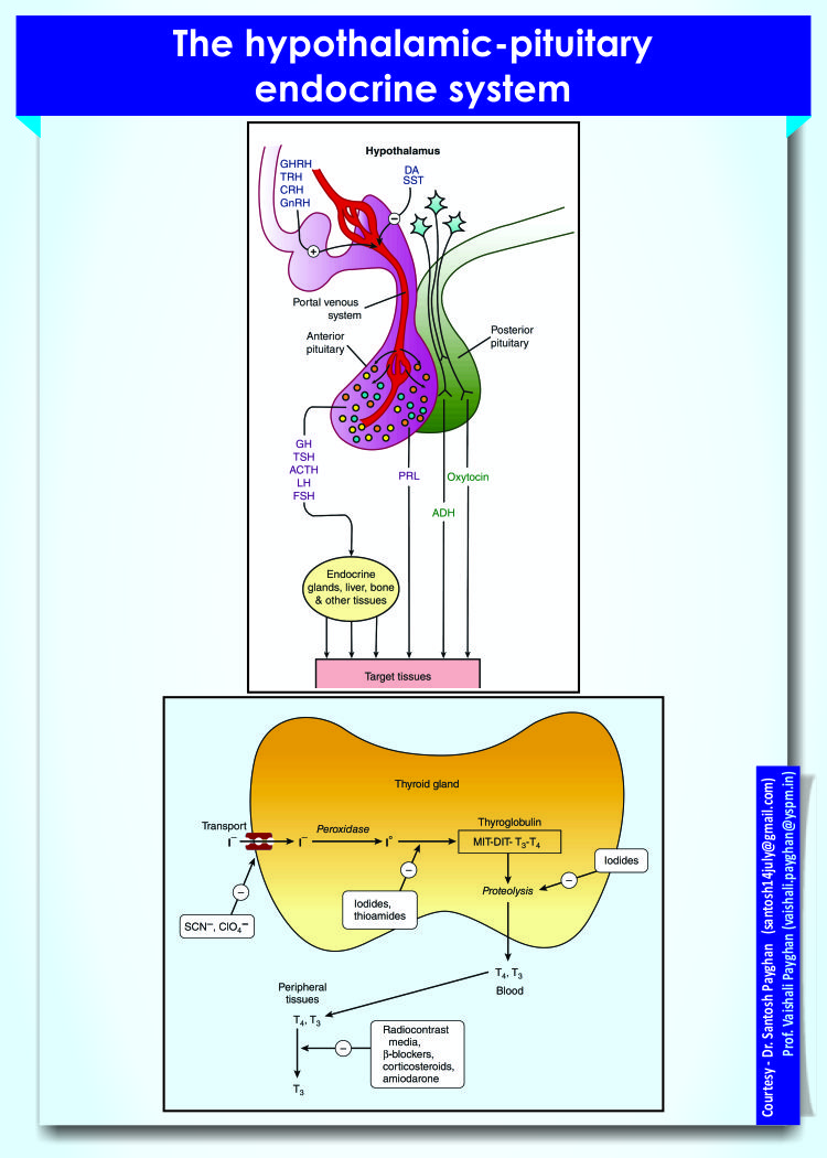 The hypothalamic-pituitary endocrine system